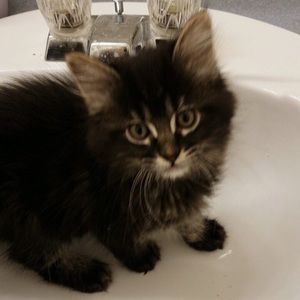 Meet your Posher, Ali